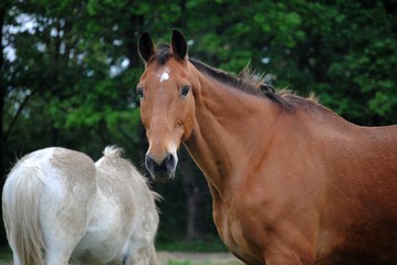 Fototapeta premium Cheval