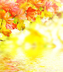 Naklejka na ściany i meble autumn foliage. Autumn time. Gold autumn.