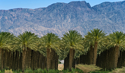 Fototapeta na wymiar Plantation of date palms, desert of the Negev, Israel