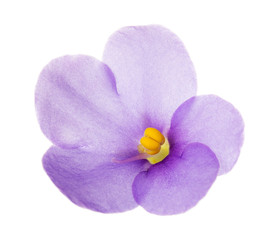 Obraz premium Violet flower close-up isolated on white.