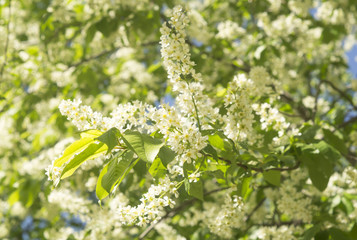 Bird cherry. Flowering bird-cherry.  Bird cherry tree in blossom