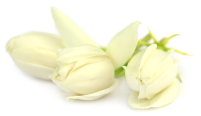 Jasmine flowers