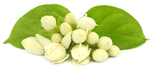Jasmine flowers