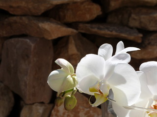 Naklejka na ściany i meble Orchidées - Orchidacées 