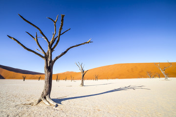 Trees in Deadvlei, or Dead Vlei, a white clay pan located near the more famous salt pan of...