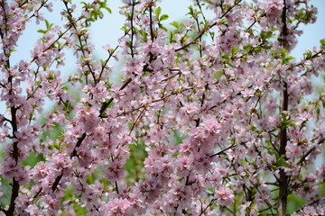Beautiful almond tree in spring 