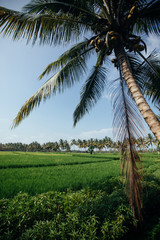 Rice field in early stage at Bali, Indonesia. Coconut tree at ba