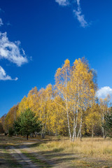 Autumn in the forest