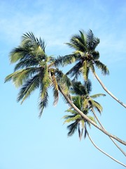 Fototapeta premium Coconut palms in the sky