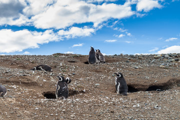 Penguin colony on Isla Magdalena island in Magellan Strait, Chile