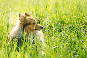 Red shetland sheepdog lying on the green grass