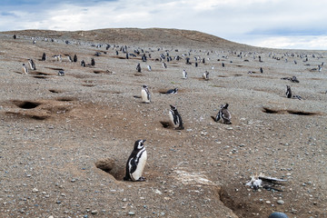 Penguin colony on Isla Magdalena island in Magellan Strait, Chile