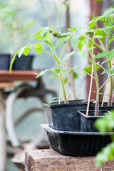 Young tomatoes seedlings in the green house