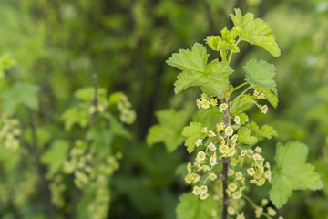 currant flower with green leaves