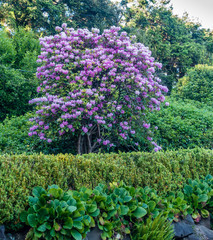 Enormous  Rhododendrons of Burien 3