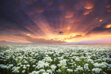Flower field and sunset