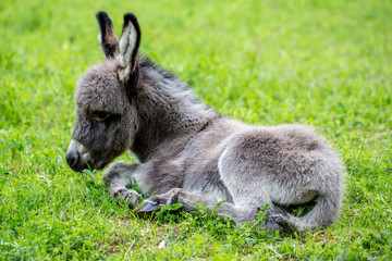 Fototapeta premium müdes kleines graues Eselchen