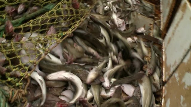 Fish from a network gets to hold. 