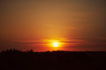 texture of barley ears in the field sunset