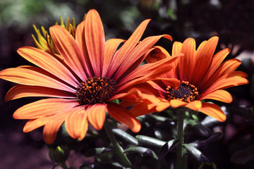 The Spanish Daisies or Marguerite come in many colors