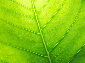 green leaf close up