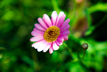 Obraz premium マーガレット