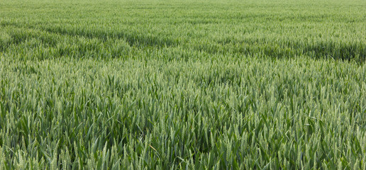 wheat field green background