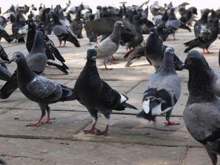 Fototapeta na wymiar The crowd of doves in Thai temple