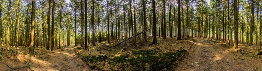 Panorama Weserbergland - Wald bei Coppenbrügge