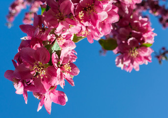 pink blossom apple over blue sky background, spring flowers