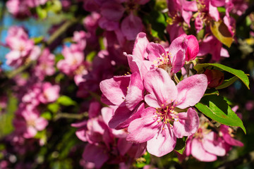 Blossom apple over nature background, spring flowers