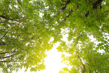 Forest trees. nature green wood sunlight backgrounds