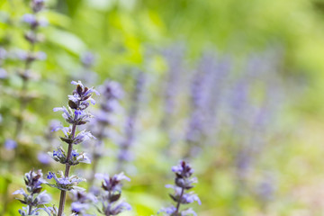 Blue Bugle Flowers With Green Background