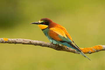 Small bird with a nice plumage