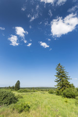 Bog Landscape In The High Fens, Belgium