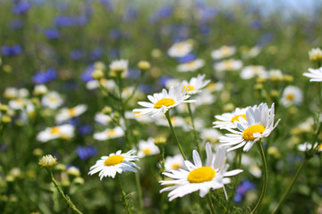 Wild daisies, many blurred flowers in the field, camomile and co