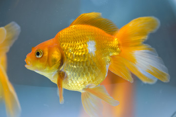 Goldfish in aquarium