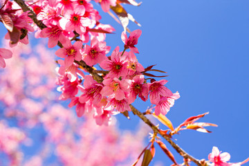 Beautiful cherry blossom or sakura with nice blue sky, selective focus