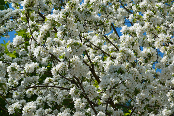 Abundantly flowering apple tree against  sky