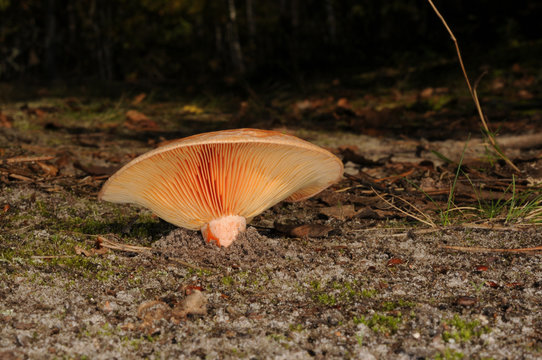 Lactarius deliciosus, commonly known as the saffron milk cap and red pine mushroom with forest trees in the background