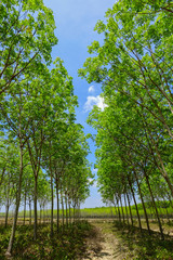 Fototapeta premium rubber plantation tree background.