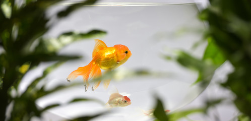 Goldfish in aquarium