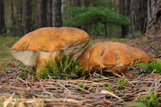 Gyroporus castaneus, commonly known as the chestnut bolete with forest trees in the background