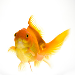 Goldfish in aquarium