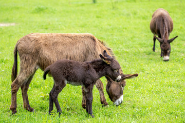 Fototapeta premium Eselkind mit Vater und Mutter