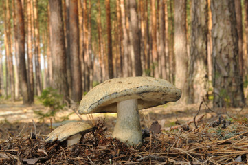 Gyroporus cyanescens, commonly known as the bluing bolete or the cornflower bolete with forest trees in the background