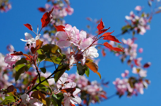 Pink apple flowers against blue sky
