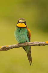 Small bird with a nice plumage