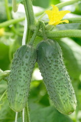 Two growing cucumbers