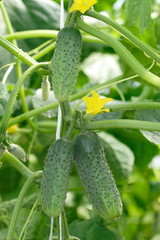 Growing cucumbers in a greenhouse